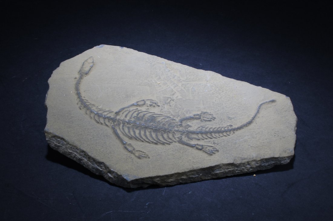 Fossil Stone (1 of 5)