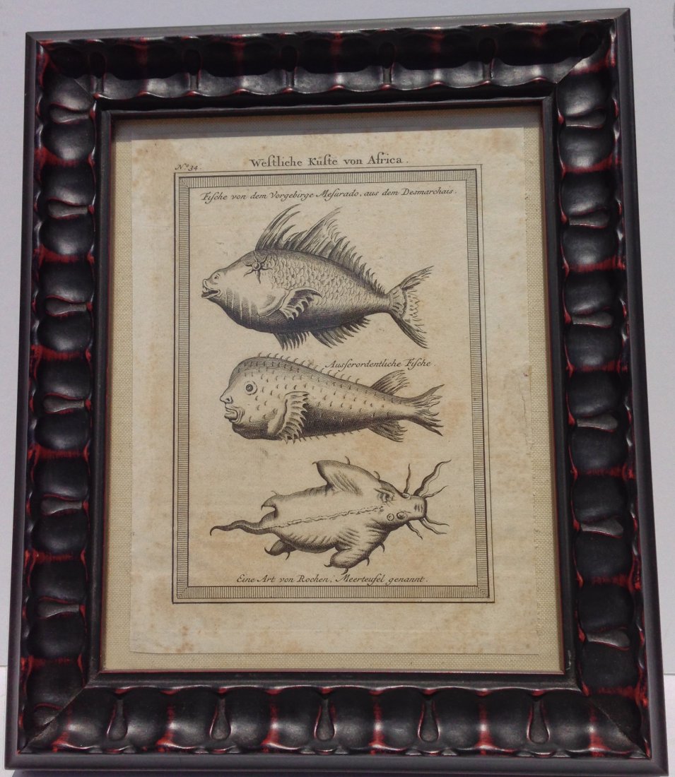 Fish, original antique print, copper plate engravings,: Fish, original antique print, copper plate engravings, African fish, German, circa 1700's 12x10 9.5x7.5