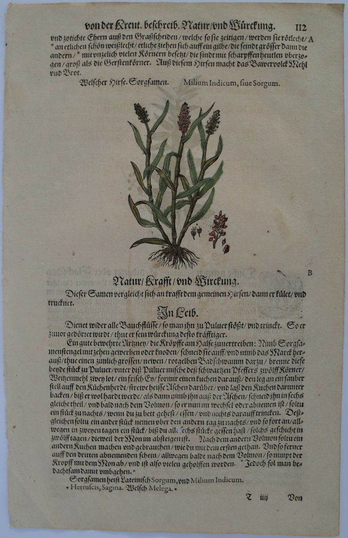 Herbs, hand colored wood blocks: Herbs, hand colored wood blocks Herbs, hand colored wood blocks 1565 9 inch x 14 inch