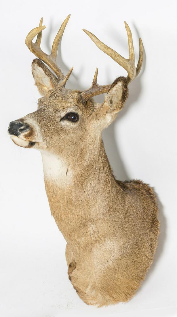 Whitetale Deer Head Mount (1 of 5)