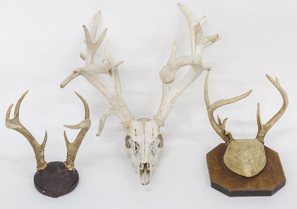 Whitetail Deer Antler & Skull Mounts (1 of 10)