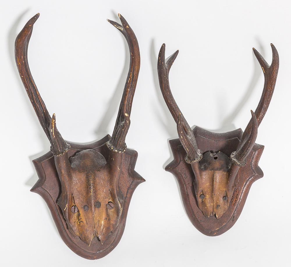 Pronghorn Deer Antler Mounts: Lot of two both late 19th or early 20th century on original wood backs, 20" & 16" long. Condition Both Fine.