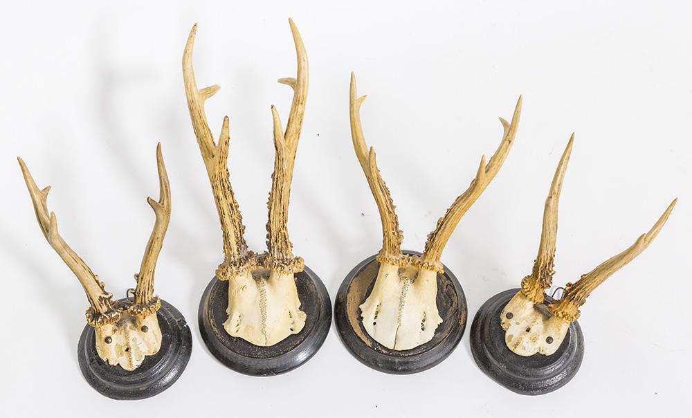 Four Roe Deer Antler Mounts (1 of 6)