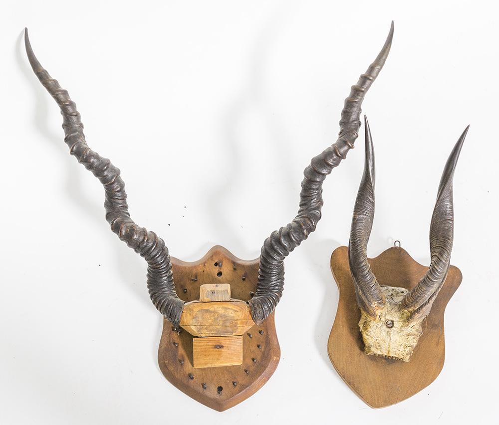 Two Antelope Horn Mounts (1 of 5)