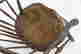 item-126304753=7