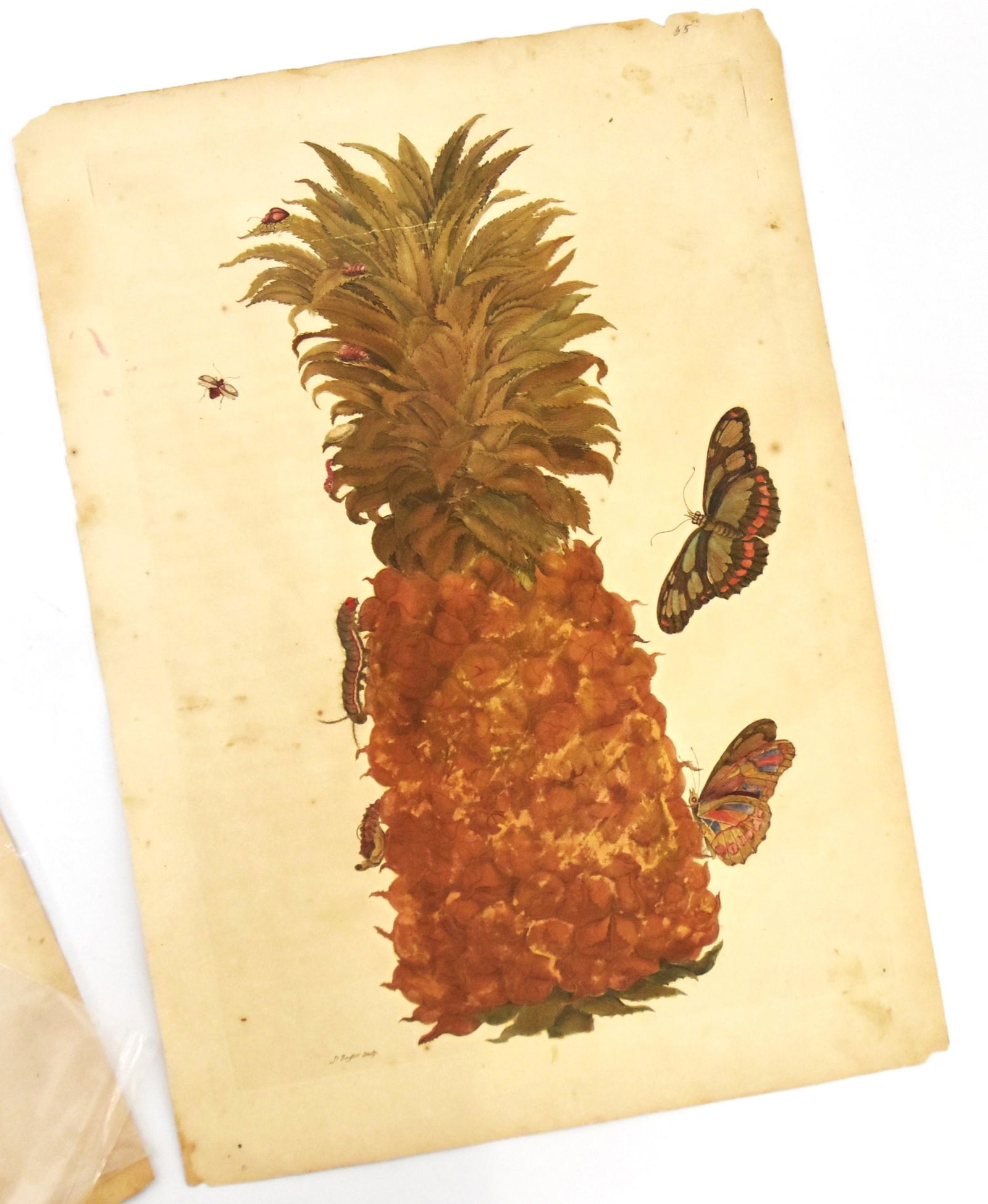 Maria S. Merian 1647-1717 Engraving (1 of 7)