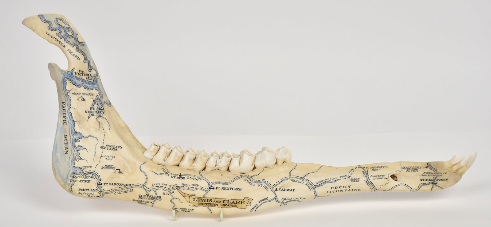 J.L. Skipper Bison Jaw Map: Ink & watercolor map entitled Lewis and Clark Western Route, painted and drawn of the right mandible of an adult bison, signed on reverse JL Skipper 1995, 21" long. Condition Fine.