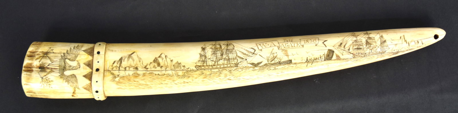 Fine Scrimshaw Walrus Tusk: Walrus with fine engravings on each side including one of whaling scene with two brigs, icebergs and two whaling boats, one with dead Sperm whale and second being destroyed by another Sperm whale with