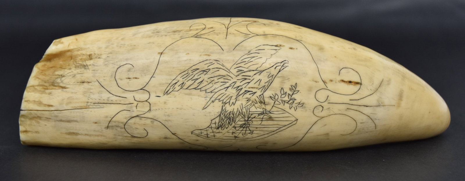 Large Scrimshaw Sperm Whale Tooth: Engraved on on side with spread winged eagle atop U.S. shield, clutching arrows and laurel ranches in talons with scroll work surround, nice old patina, 8" long. Condition Fine.