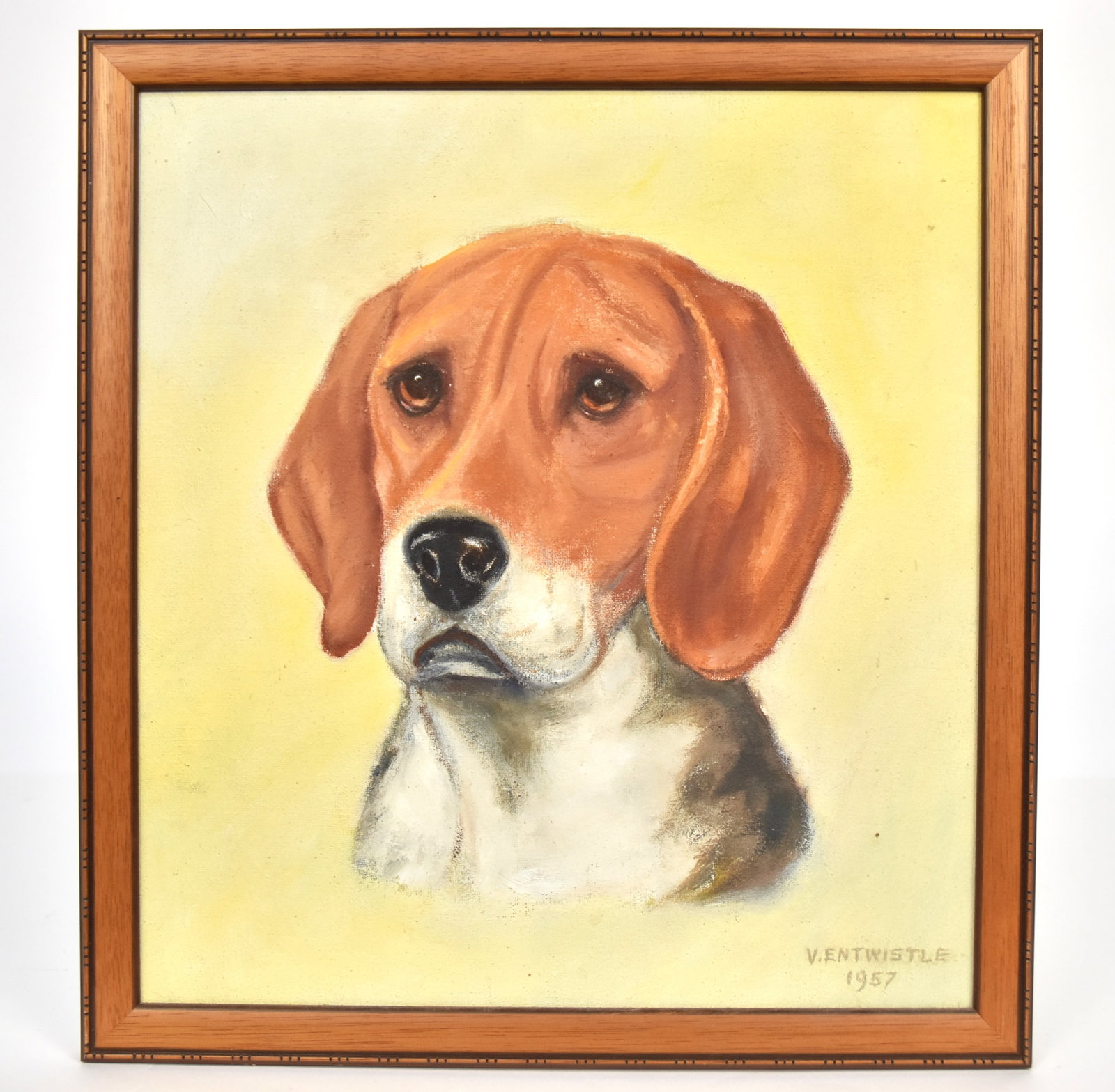 V. Entwistle Oil Painting of Beagle: Oil on canvas shoulder length portrait, signed lower right V. Entwistle 1957, 13 1/2 x 14 3/4", framed, 15 x16 1/4". Condition Fine.
