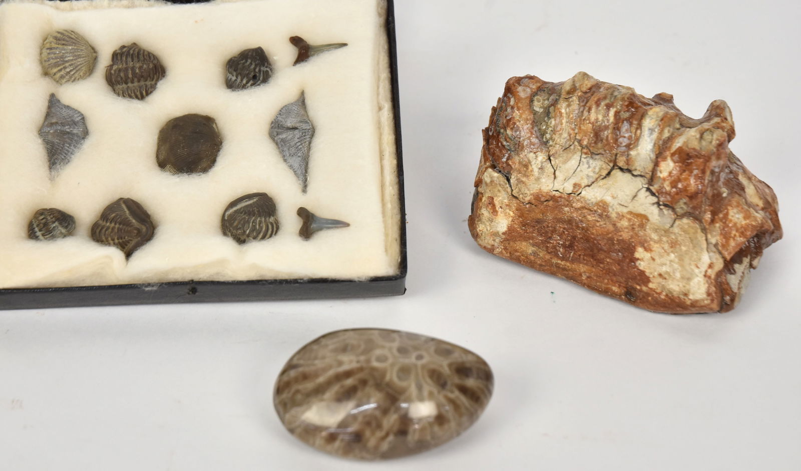 Group of Fossils Including Mammoth Tooth: Lot of 13, including a mammoth tooth, 4 1/2 x 3 1/4 x 3" high; plus five flexicalymene trilobites all rolled; plus two sharks teeth; plus four brachiopods fossils; and highly polished piece of coral l