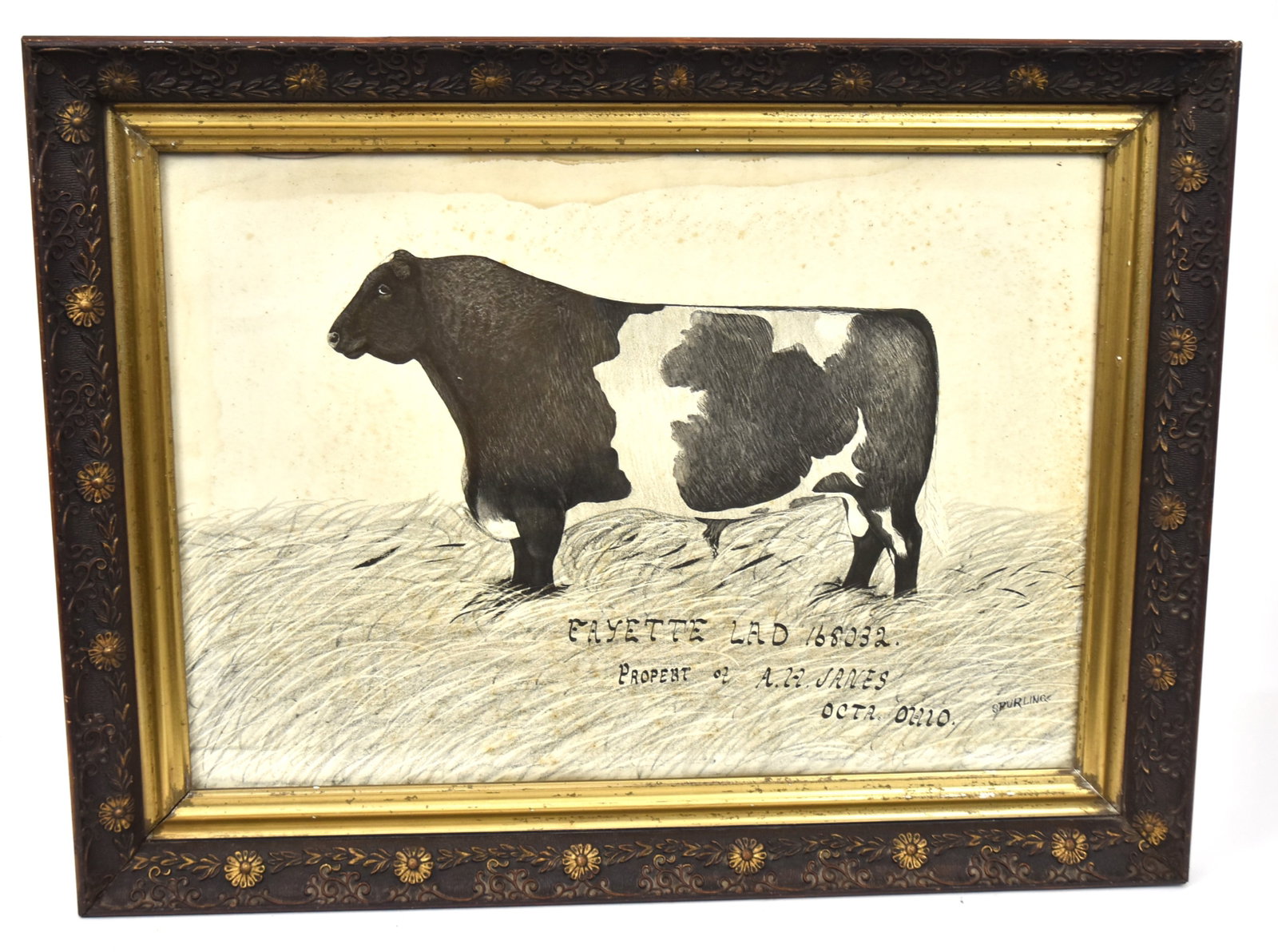 Folk Art Steer Watercolor: Facing left in field of grass, with text below reading:Fayette Lad 168032/Property of A.H. Janes Octa, Ohio, artist signed lower right Spurling (same artist as 167A), 14 x 20", in original grain frame