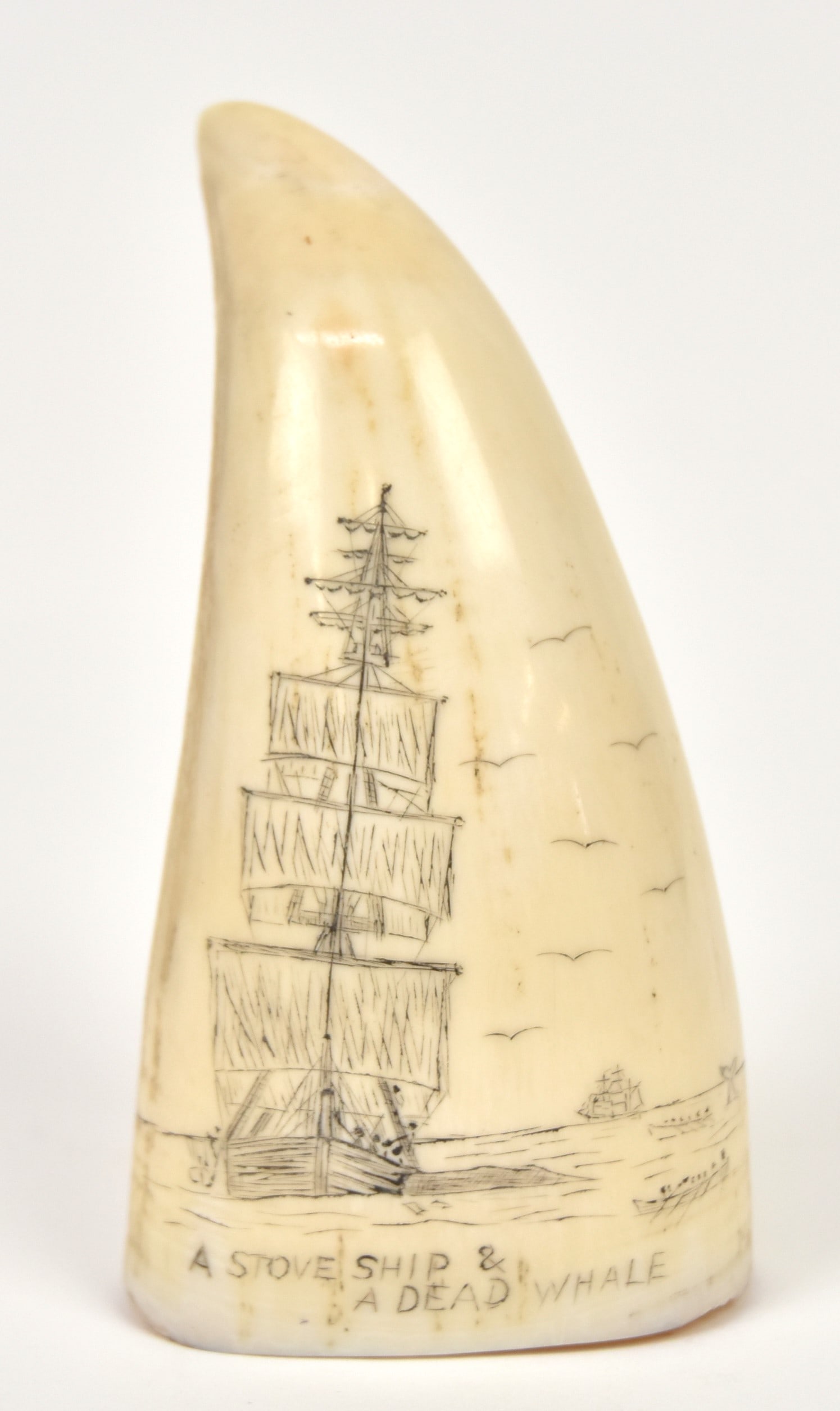 Fine Scrimshaw Sperm Whale Tooth: Engraved with whaler viewed head-on harvesting a dead whale along side with two whale boats out hunting another whale and 2nd whaler in far background with inscritpion reading: A Stove Ship & A Dead W