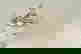 item-1346284=2