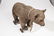 Early Steiff Teddy Bear on Wheels - 9