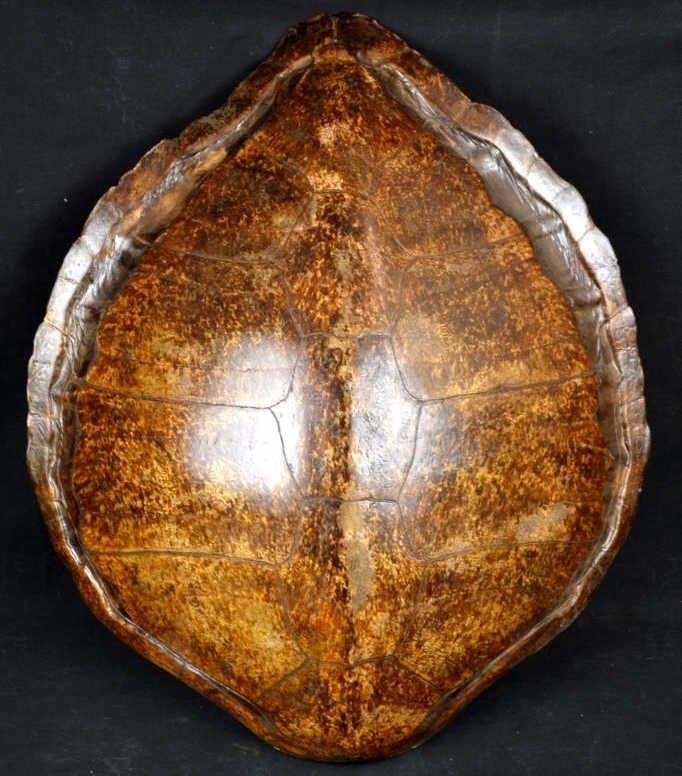 Antique Turtle Shell Sea Turtle Shell Measuring Approx.: Antique Turtle Shell Sea Turtle Shell Measuring Approx. 25.5"x24.5"
