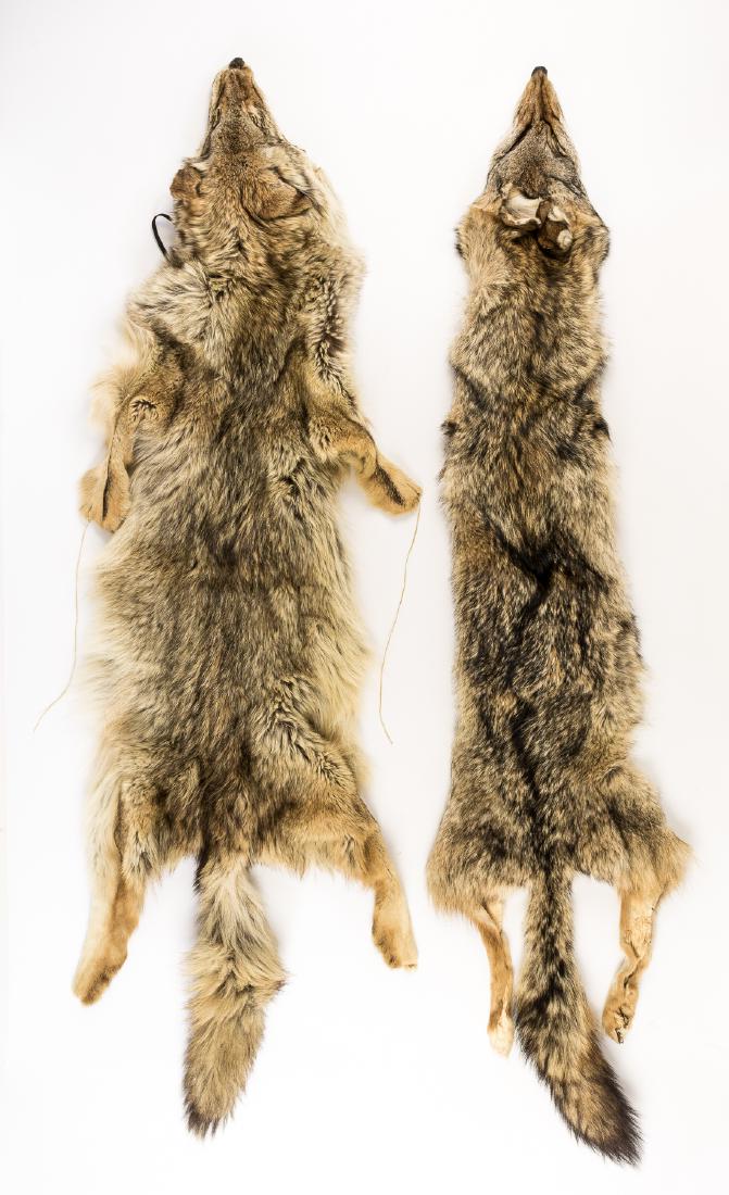 COYOTE HEADDRESS AND PELT (2): Pair of complete coyote pelts, each about 26" long, one bearing a wire cage beneath the head allowing the pelt to be worn as a ceremonial headdress. Both ca. 1950s. Very good.