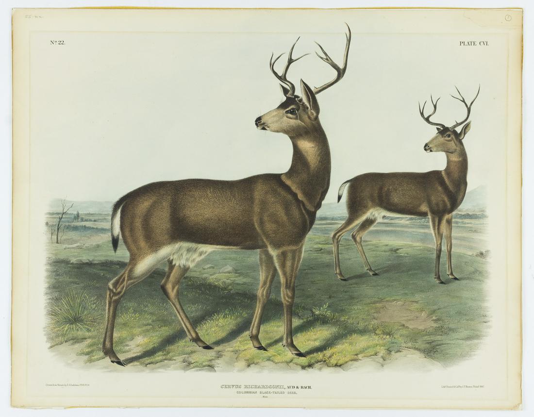 JOHN J. AUDUBON LITHOGRAPH 'CERVUS RICHARDSONII': John J. Audubon color lithograph 'Cervus Richardsonii' from the imperial edition of 'Viviparous Quadrupeds of North America.' Drawn from nature by Audubon. Lithographed, printed & colored by J. T. Bow
