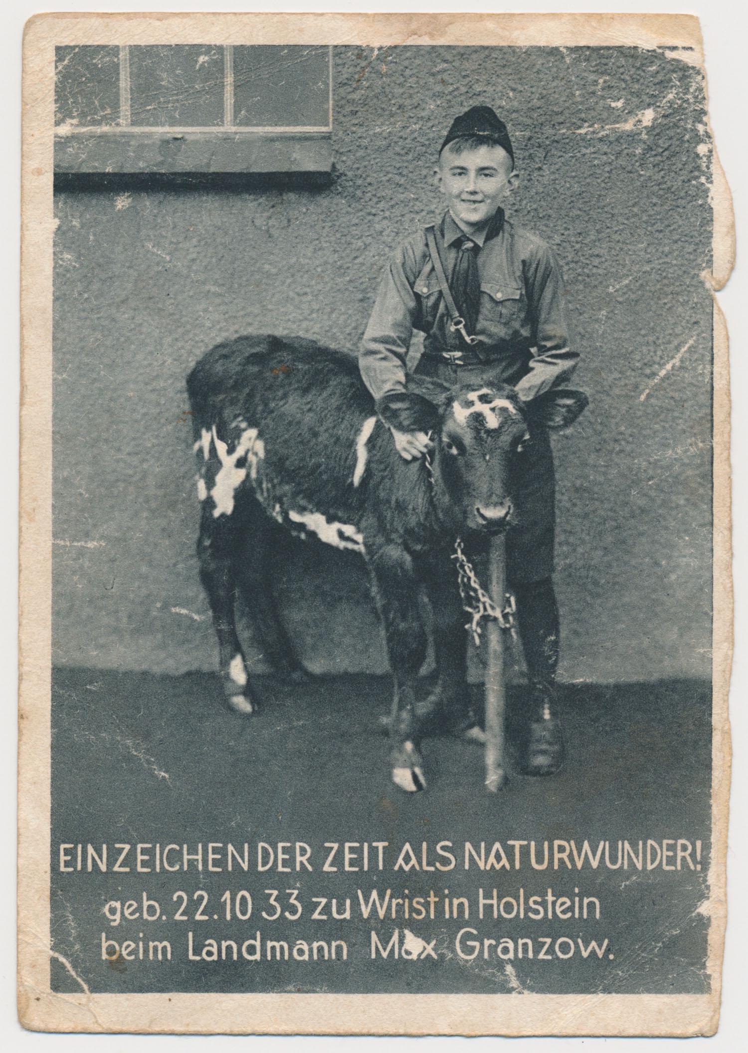 SWASTIKA-BEARING COW POSTCARD: Original and highly-ironic German postcard, 4 x 5.5 in., showing a young calf born with a white swastika on its head, calling it a 'natural wonder' and a 'sign of the times'. Published by Verlag Hans 