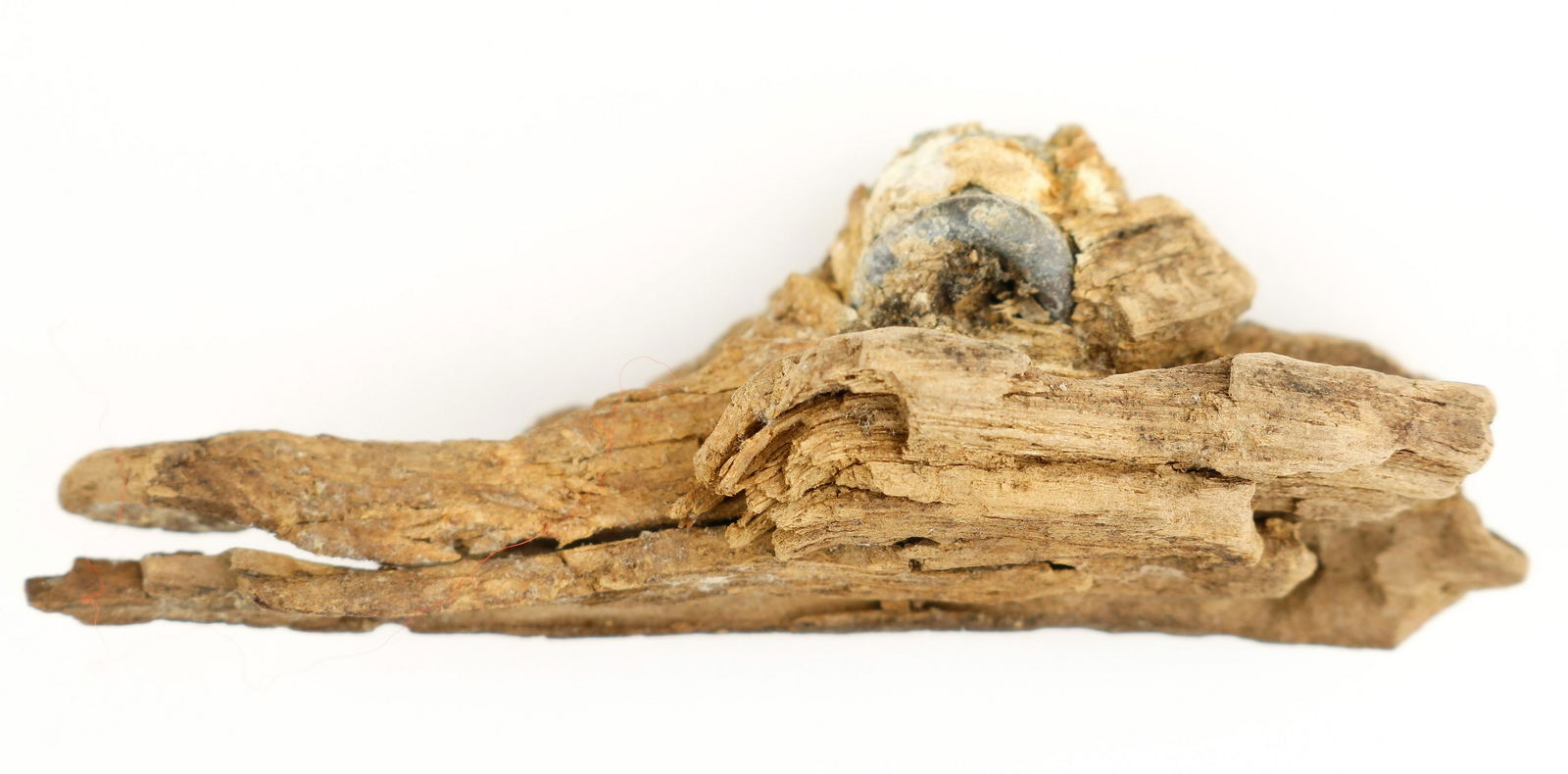 GETTYSBURG BULLET IN WOOD, PICKETT'S CHARGE (1 of 3)