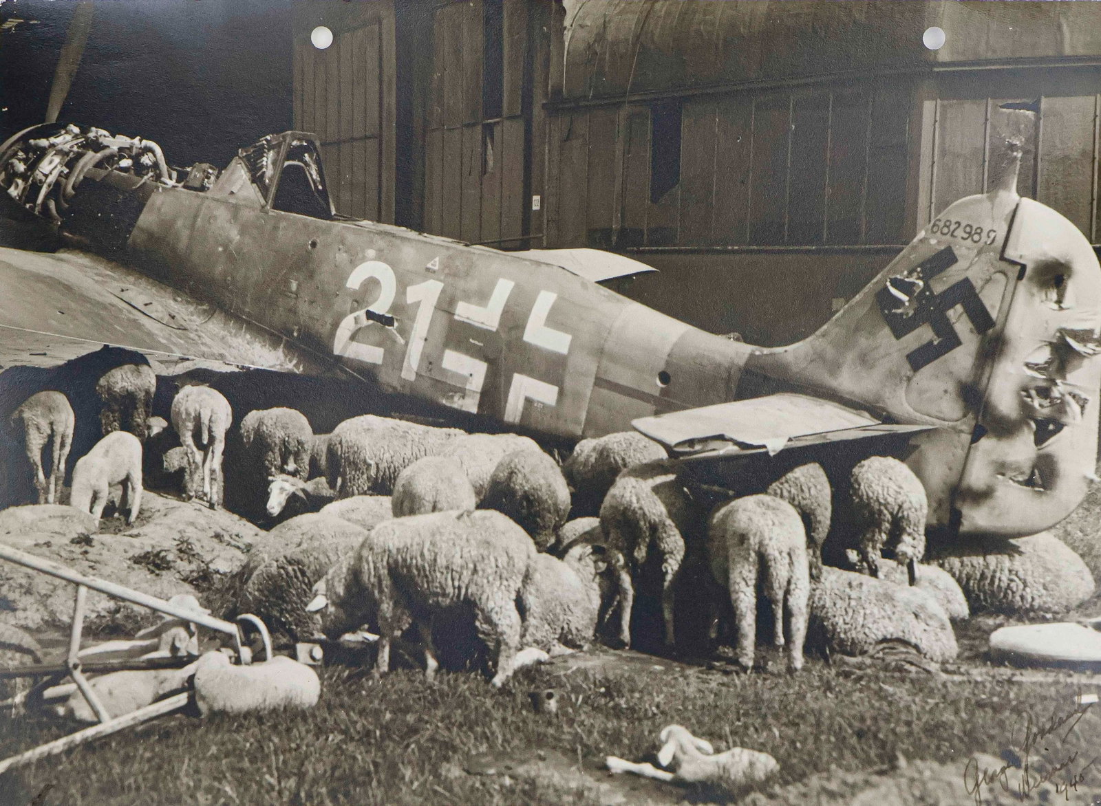 'PEACE COMES TO GERMANY': Delightful original photograph: 'Peace Comes to Germany', 12.75 x 9.25 in. b/w, an image of a decrepit Luftwaffe fighter outsider a hangar and surrounded by sheep, a lamb reposing in the foreground. T