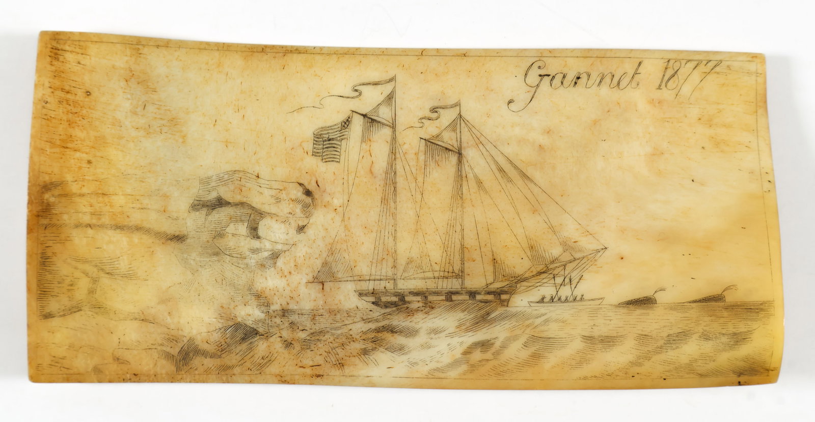 SCRIMSHAW OF THE WHALING SHIP 'GANNET': A good piece of scrimshaw, likely on a whale rib section, depicts a whaling ship with American flag at the stern, a longboat before it in pursuit of two spouting whales and an iceberg at left. At the 