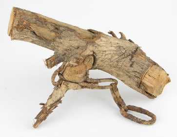 SHILOH ARTILLERY CHAIN IN A TREE ROOT