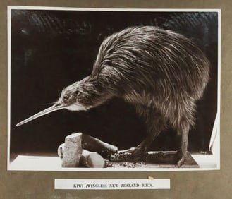 1903 NEW ZEALAND PHOTO ALBUM