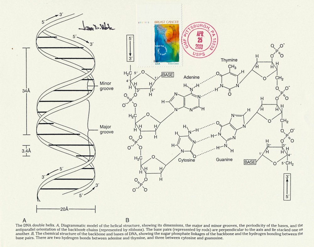 JAMES D. WATSON AND FRANCIS CRICK: JAMES D. WATSON AND FRANCIS CRICK JAMES D. WATSON (b. 1928) American molecular biologist, geneticist and zoologist, best known as a co-discoverer of the structure of DNA in 1953 with FRANCIS CRICK (19