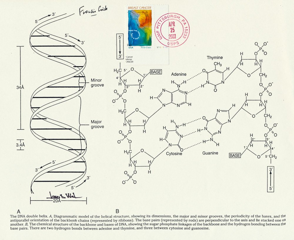 JAMES D. WATSON AND FRANCIS CRICK: JAMES D. WATSON AND FRANCIS CRICK JAMES D. WATSON (b. 1928) American molecular biologist, geneticist and zoologist, best known as a co-discoverer of the structure of DNA in 1953 with FRANCIS CRICK (19
