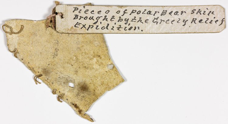 GREELY RELIEF EXPEDITION POLAR BEAR RELIC (1 of 1)