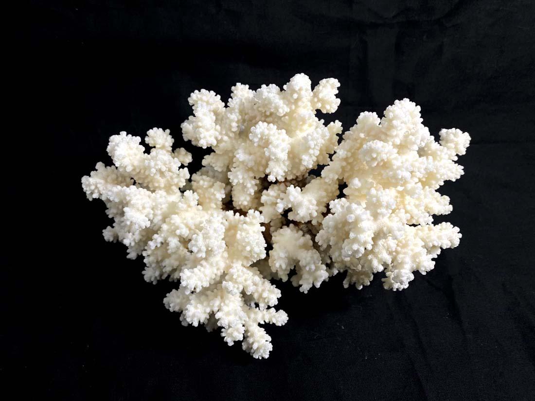 AMAZING WHITE CORAL SPECIMEN: EXCELLENT CONDITION, AUTHENTIC CORAL