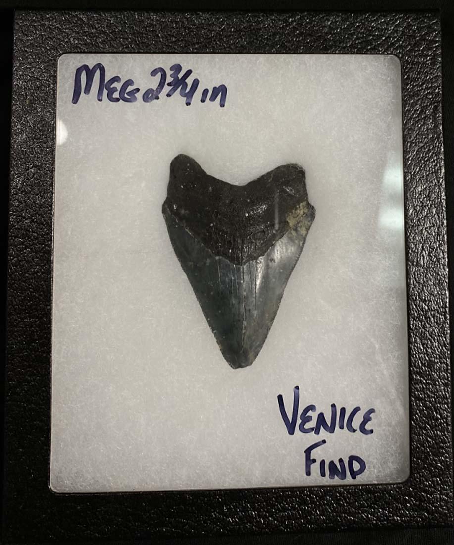 ANCIENT 2" MEGLADON SHARK TOOTH: VENICE BEACH FOUND