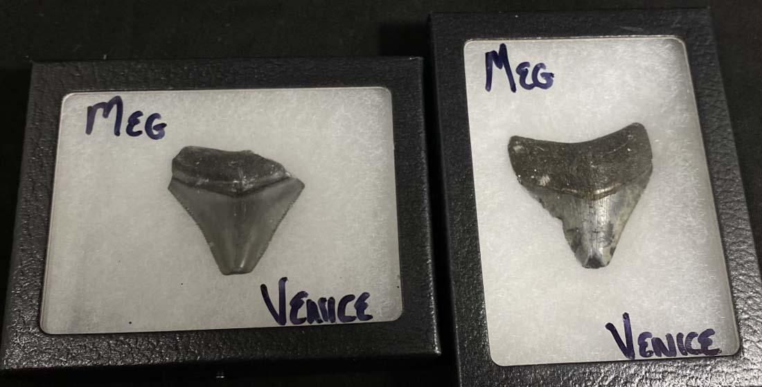 LOT OF 2 RARE GENUINE ANCIENT MEGLADON TEETH: VENICE BEACH FL FOUND/1.5" EACH