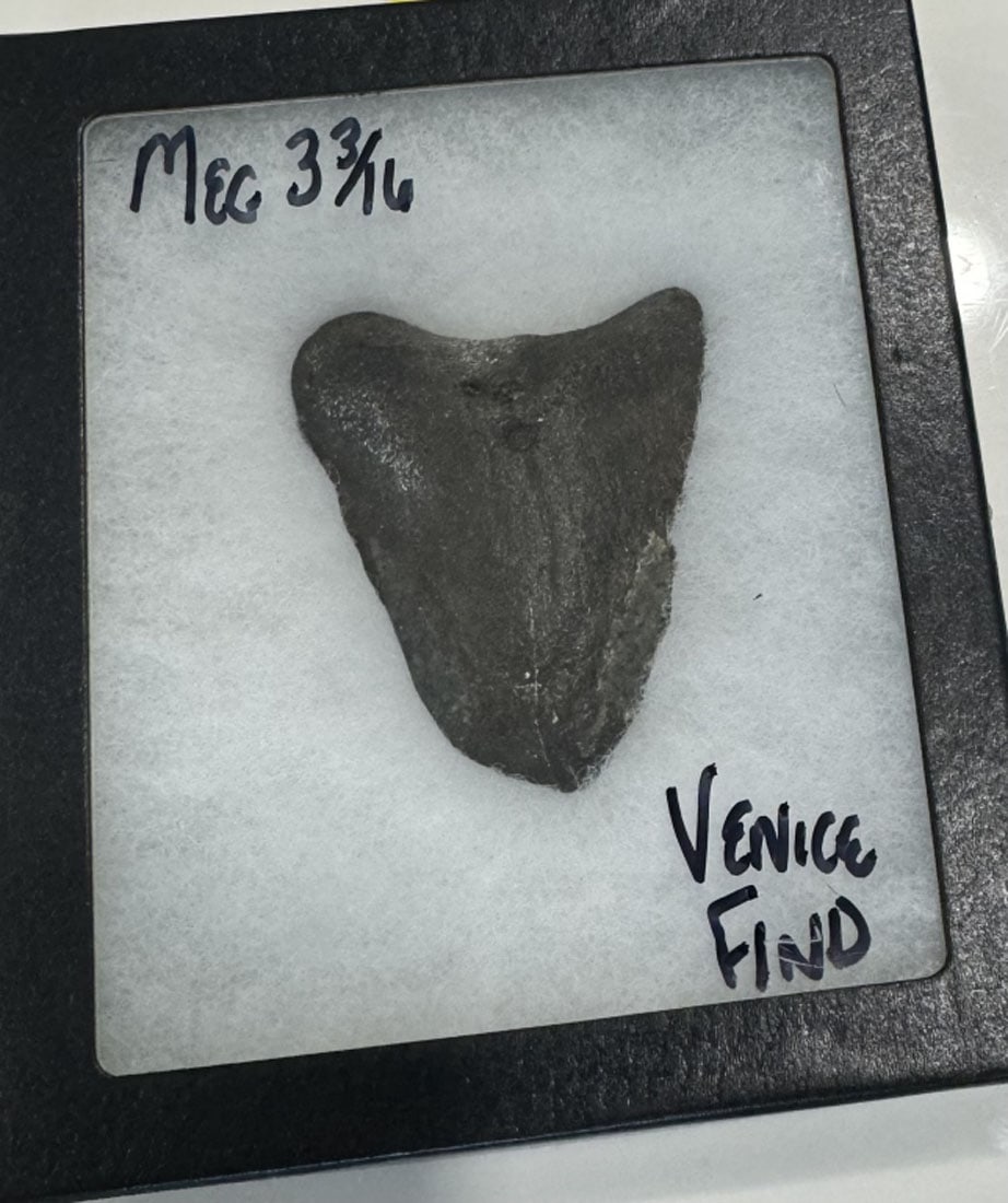 RARE 3 3/16" ANCIENT MEGLADON SHARK TOOTH: VENICE BEACH FOUND