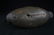 1900s Female Carved Duck Decoy Early 1900s paint - 4