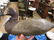 1900s Female Carved Duck Decoy Early 1900s paint - 8