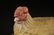 19th Century Bisque Hen on the Nest 19th c. bisque hen - 2