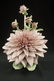 Cybis Dahlia Sculpture Cybis pottery signed and