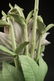 Cybis Dahlia Sculpture Cybis pottery signed and - 4