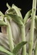 Cybis Dahlia Sculpture Cybis pottery signed and - 5