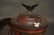 Cast Iron Enterprise Coffee Grinder 19th c. cast iron - 2