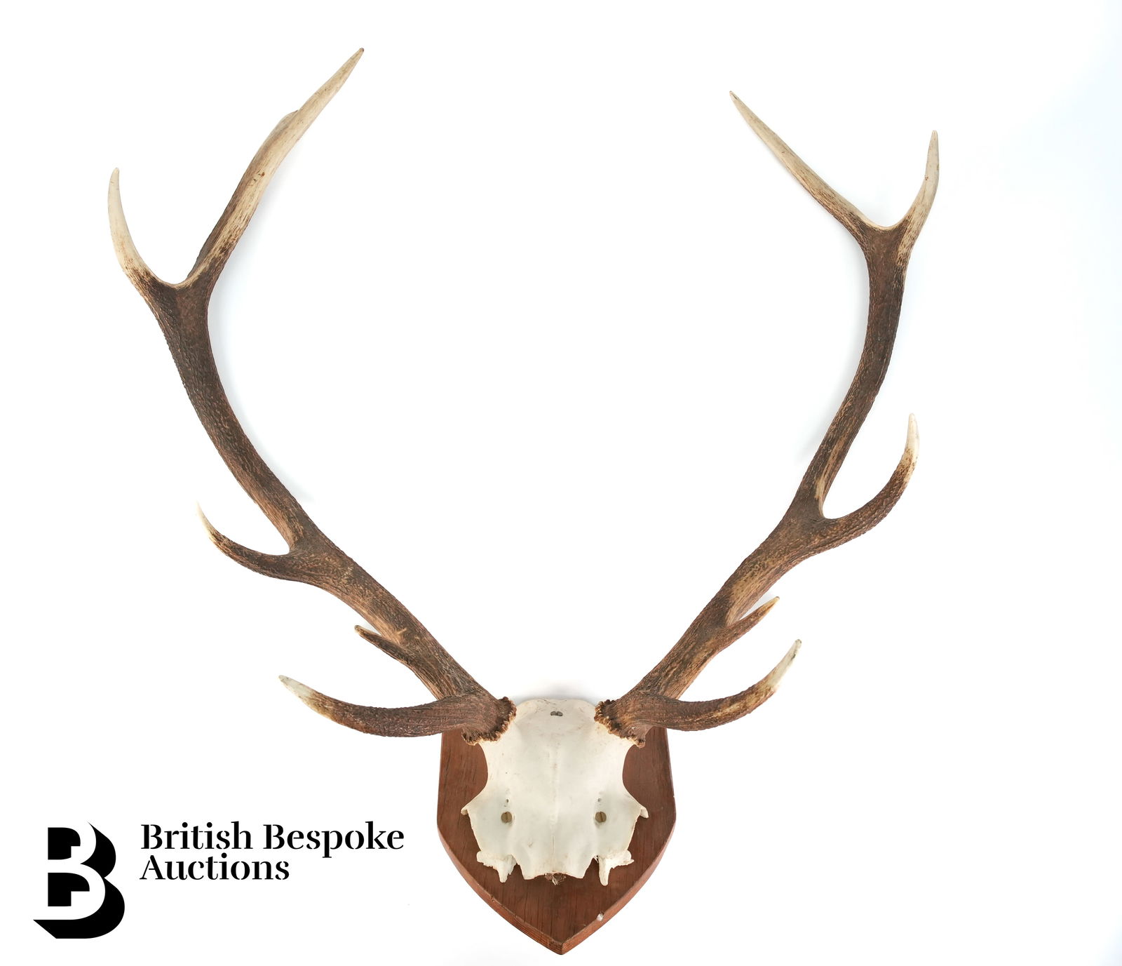 Pair of Antlers (1 of 2)