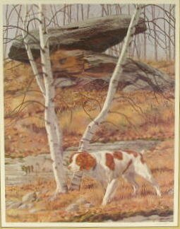 William Gillies Wildlife Framed Print - 2