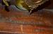Antique Seth Thomas "Saturn" Shelf Clock
