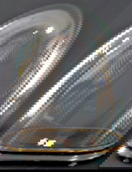 Vintage Glass Dome w/Wood Base: Vintage Glass Dome w/Wood Base: both pieces are old. (Some paint on the base is worn where the dome sits.) 19 1/2" x 14 1/2" x 8 1/8" All items sell As Is, Where Is, no guarantees of any kind. We acce