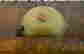 item-20824776=4