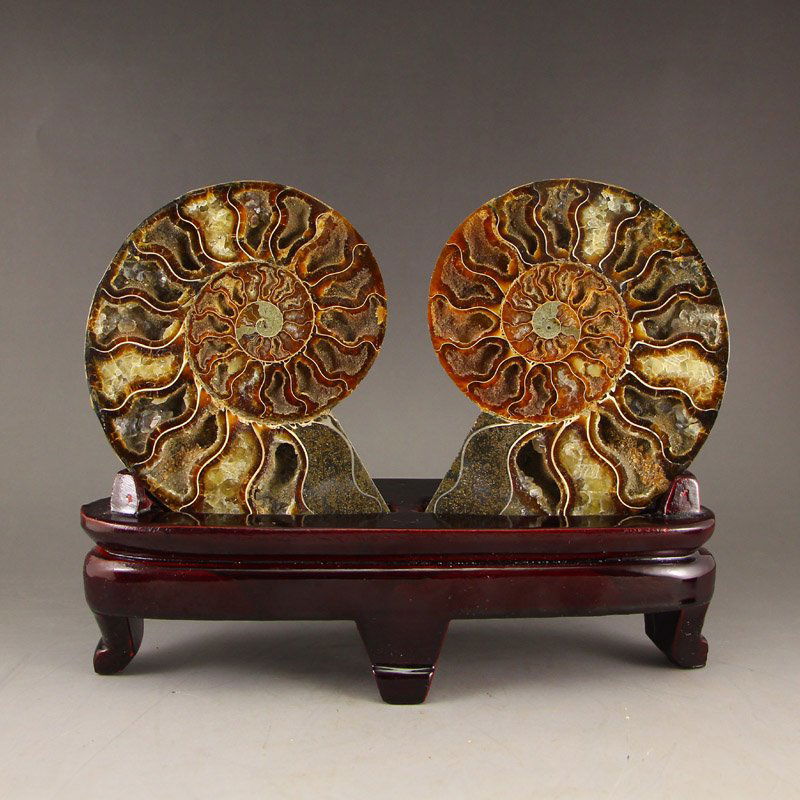 A pair Sea Conch Fossil specimens (1 of 9)