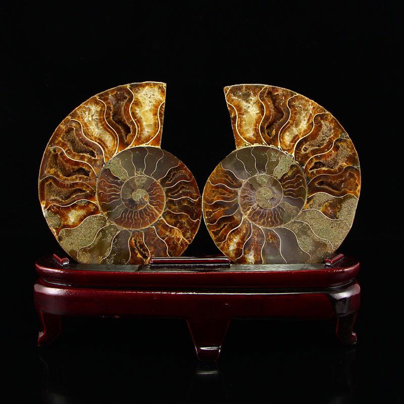 A Pair Sea Conch Fossil Specimens (1 of 6)