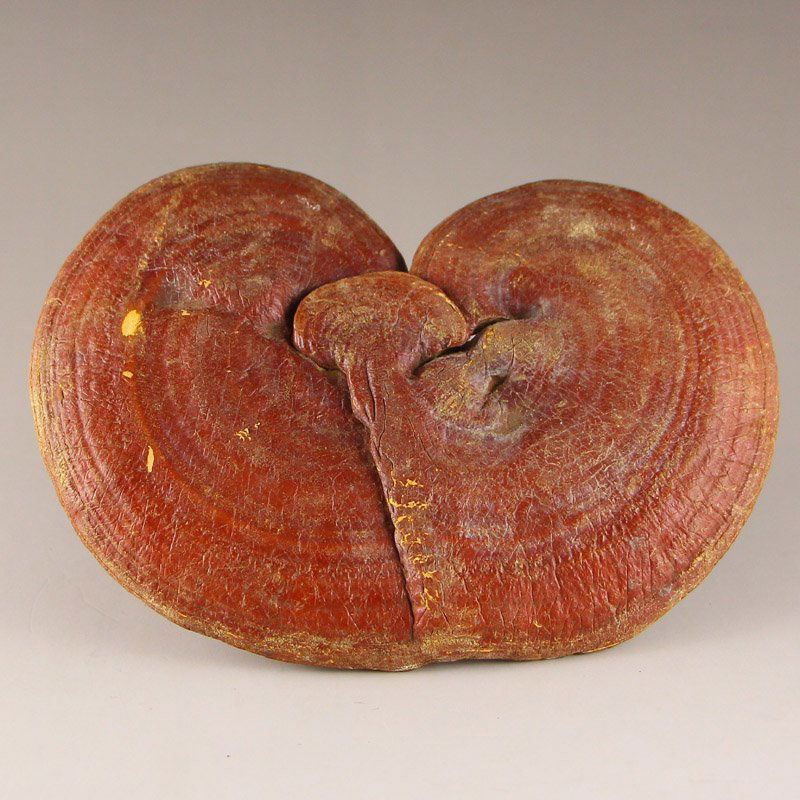 Chinese Natural Wild Ganoderma Lucidum (1 of 5)